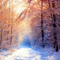 amem_winter-woods.jpg