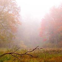 amem_autumn-mist