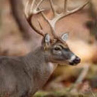 deerhunting
