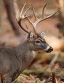 deerhunting