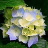snowballbush