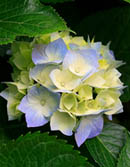 snowballbush