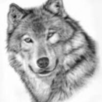 hylton-wolf-picture