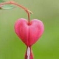 bleeding-heart