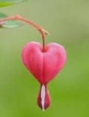 bleeding-heart