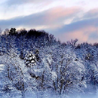 frosty-trees