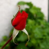rosebud-red