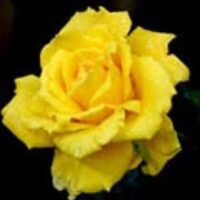 yellow-rose