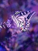 butteflylavendar
