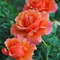 amem-peachroses