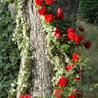 amem-redroses