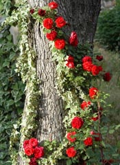 amem-redroses