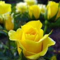 amem-yellowrose