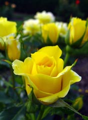 amem-yellowrose