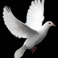 dove1