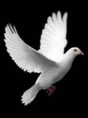 dove1