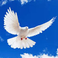 dove2