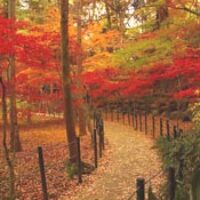 amem autumn1