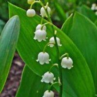 amem-lily-valley