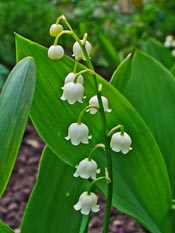 amem-lily-valley