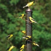 amem birds