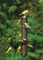 amem birds