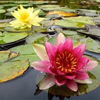 amem waterlilies