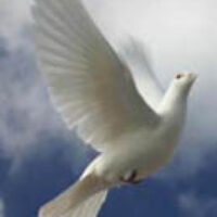whitedove
