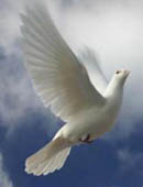 whitedove