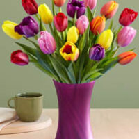tulips