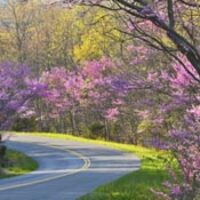 amem-redbuds