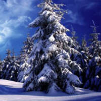 amem-winter-tree