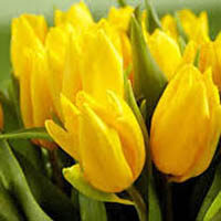 amem_yellow_tulips