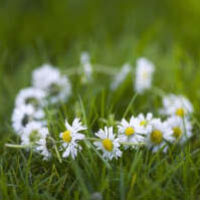 daisy-crown