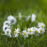 Lee, Nicole Michelle