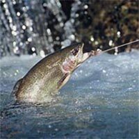 McCALL, William Joseph