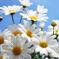 amem_daisies