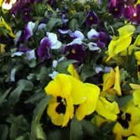 Price, Pansy Rebecca Smith