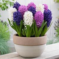 amem_hyacinths