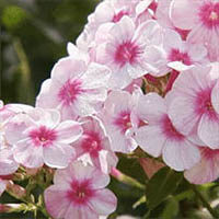 amem_pink_flowers