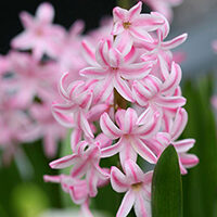 amem_pink_hyacinth