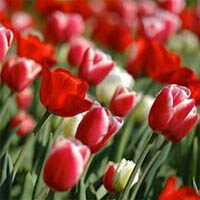 amem_stripe_tulips