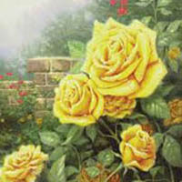 amem_yellow-rose