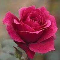 Clevenger, Nancy Brown
