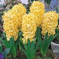 amem_yellow_hyacinth