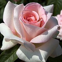 Earnest, Cora Virginia