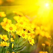 amem_yellow_daisies.jpg
