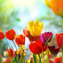 amem_tulips-sunshine.jpg