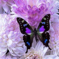 amem_butterfly-purple.jpg