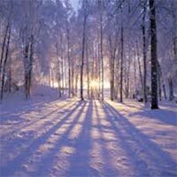 amem_snowy_woods.jpg